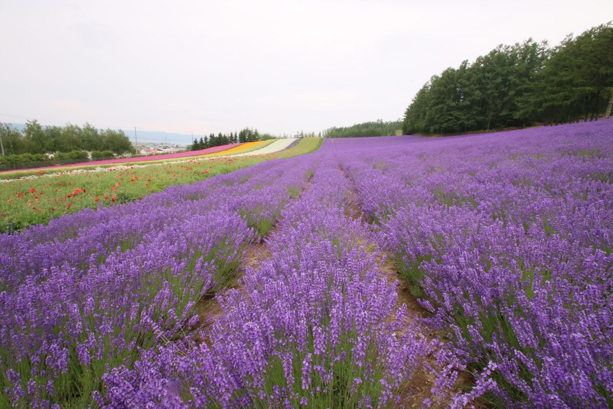 Hotel Furano Shiyuirin Kamifurano Esterno foto