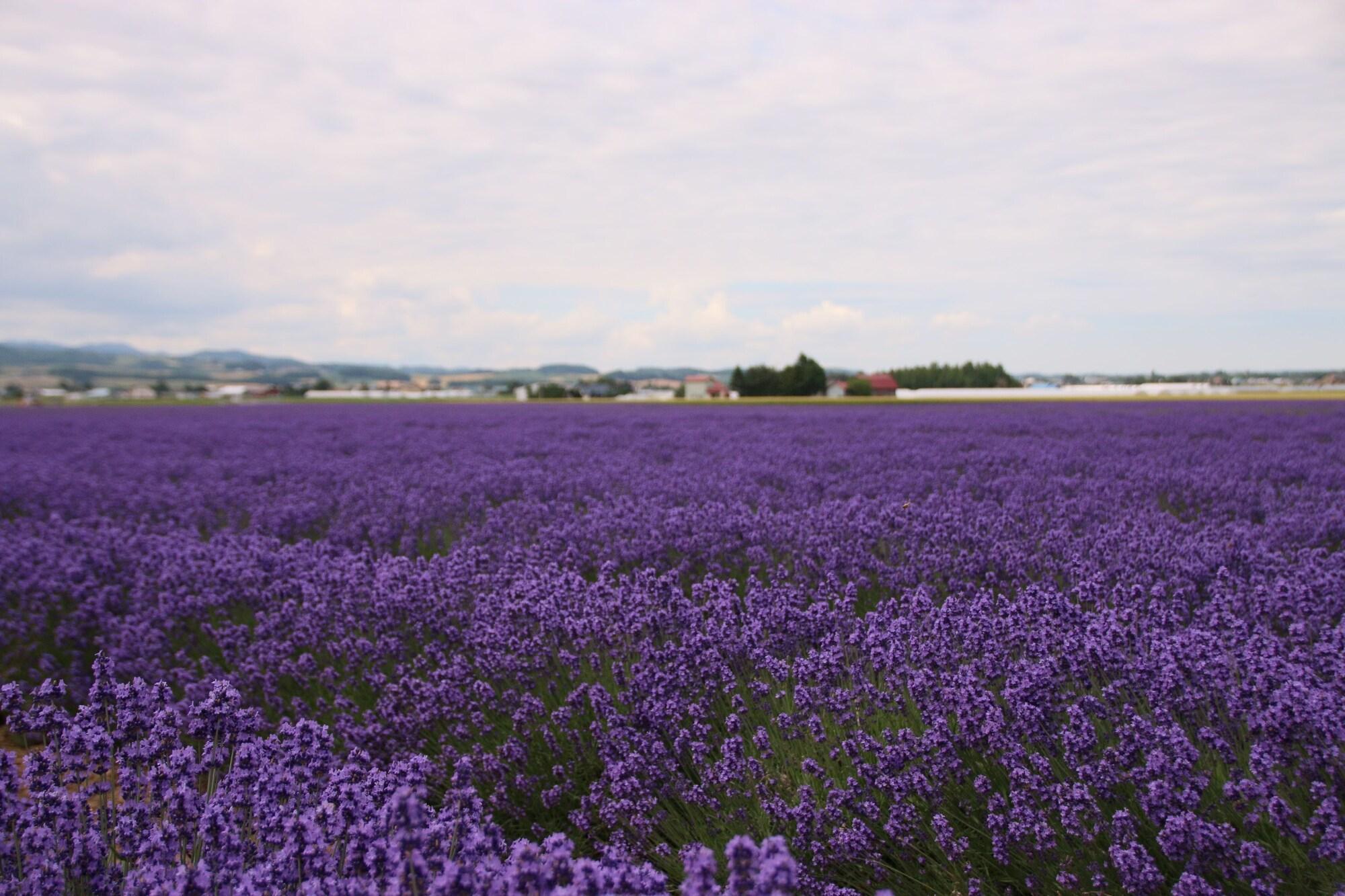 Hotel Furano Shiyuirin Kamifurano Esterno foto